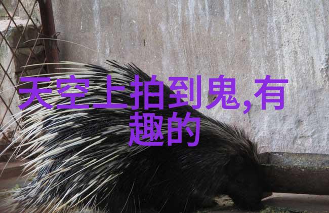 紫禁城之秘帝宫深巷的隐秘纵横