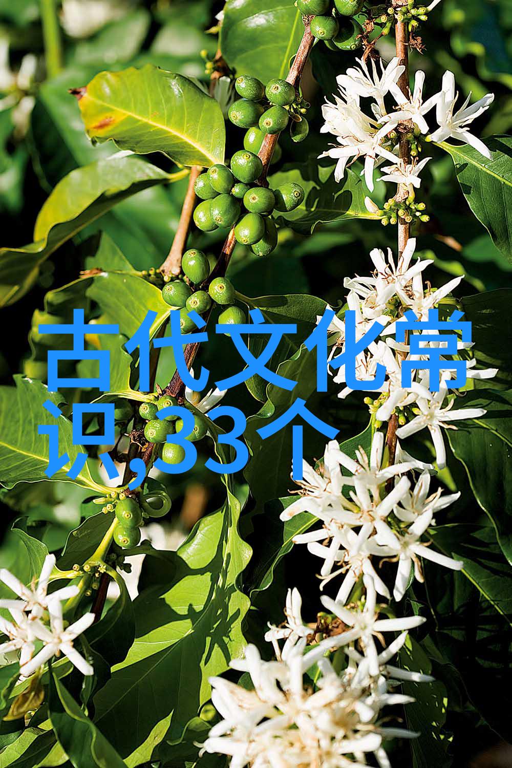 三国演义中的诸葛亮智谋与魏延之争探究