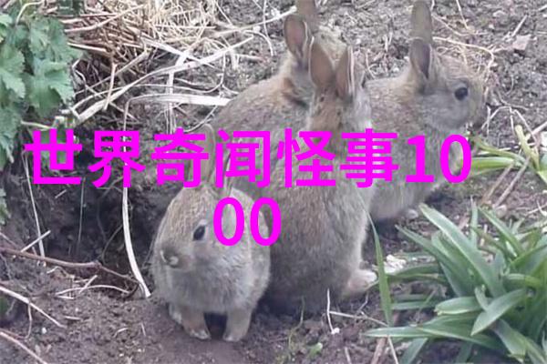 地底世界里的精灵族地下城堡的守护者