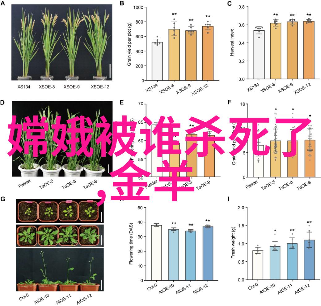 正义的回声公平报复的道德探索