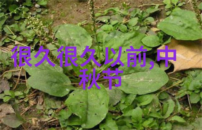 慕容晓晓在社会的舞台上黄梅戏歌词传递着深情与力量