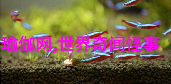 闪耀边缘二流明星的光与影