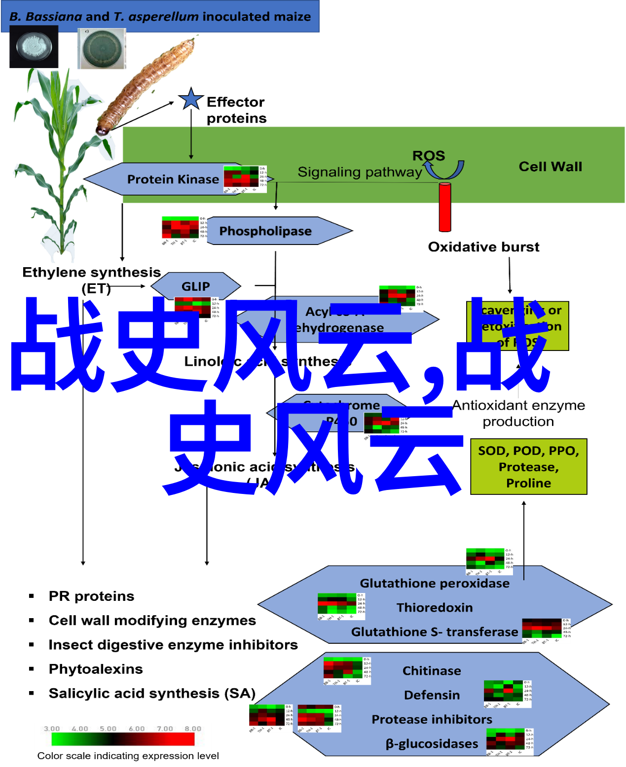 苏红欣书法字帖隶书在社会舞台上展现古典韵味