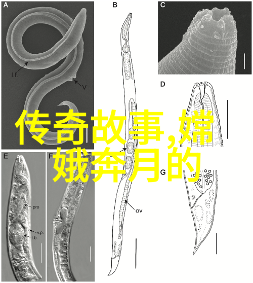 儿童心灵的飞翔解读小学生神话故事中的文化符号与教育价值